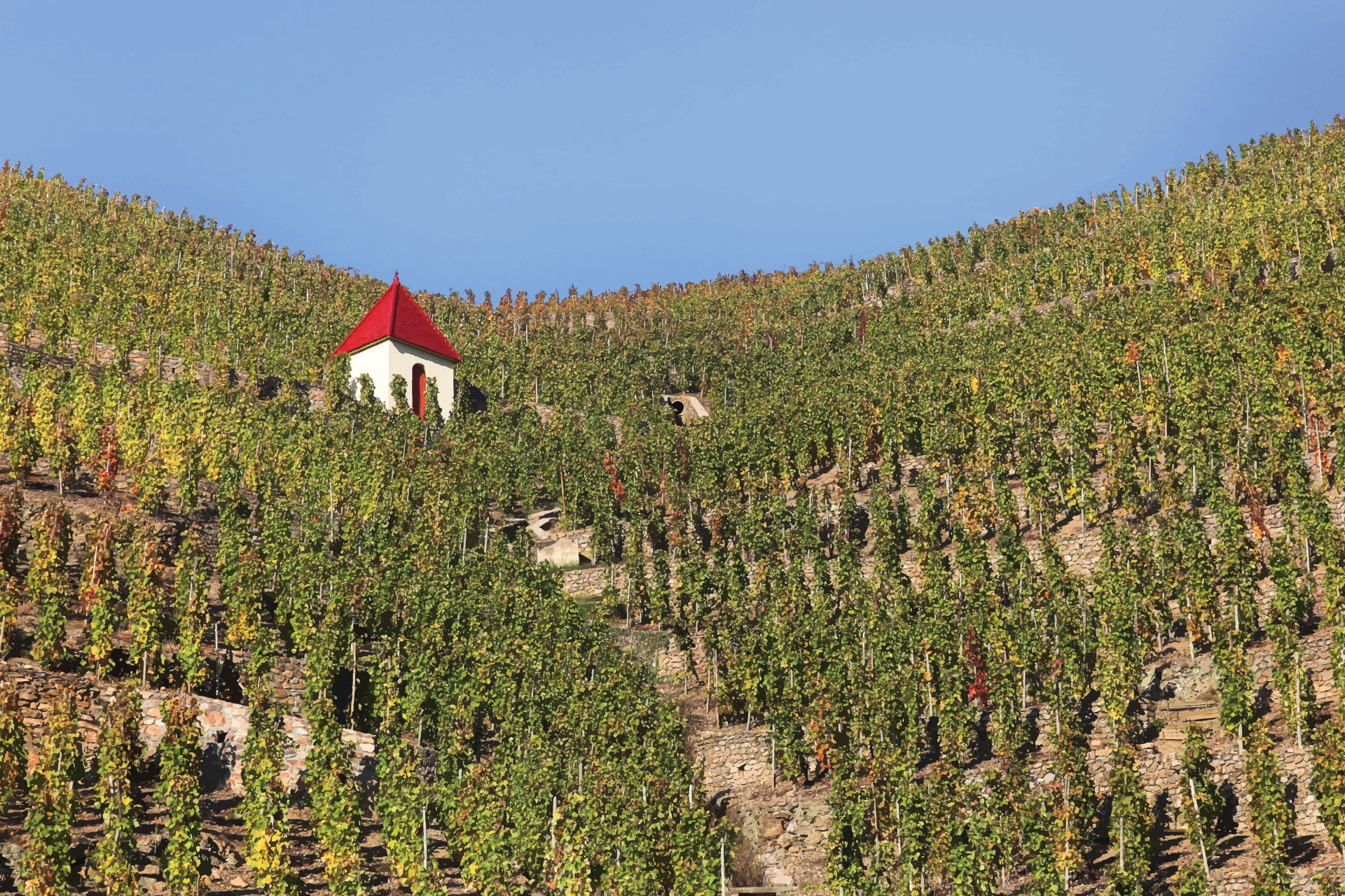 Côte-Rôtie陡坡上的葡萄园
